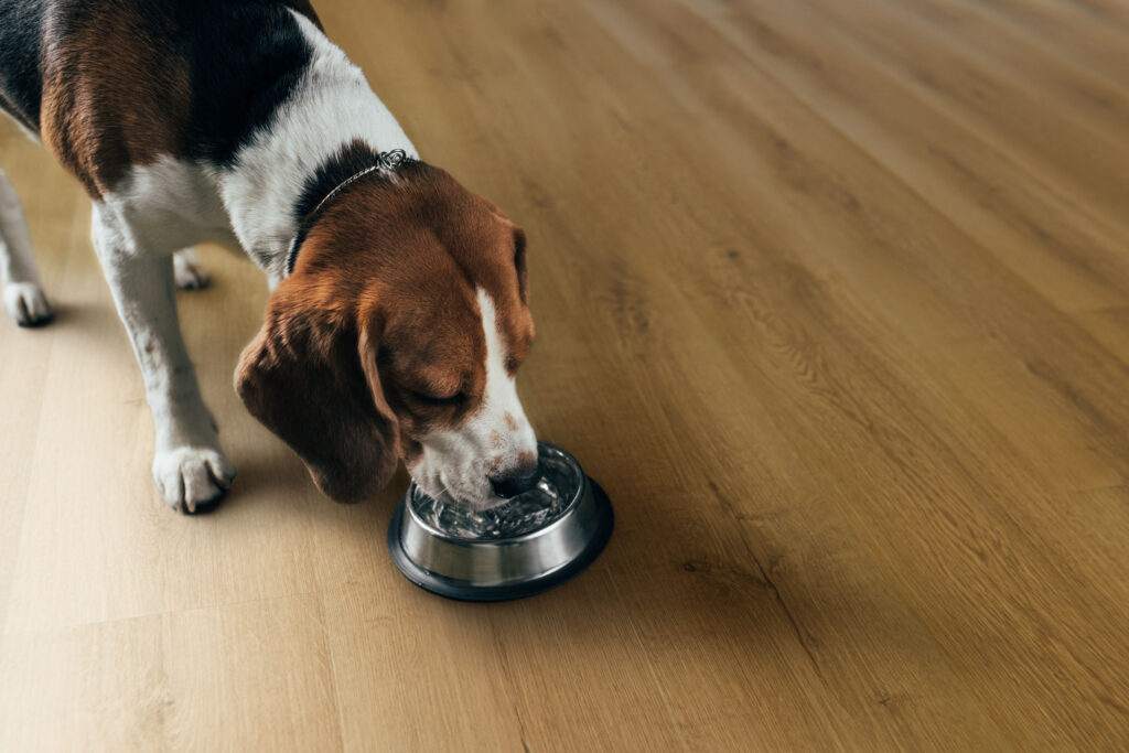 Pies rasy beagle pije wodę z miski.